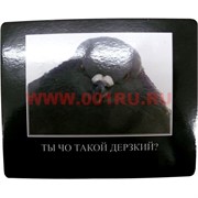 Картинка-прикол "Ты чо такой дерзкий?"