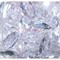 Кабошоны 15x30 овальные граненые из белого стекла