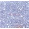 Кабошоны 5x7 зернышки из белого стекла